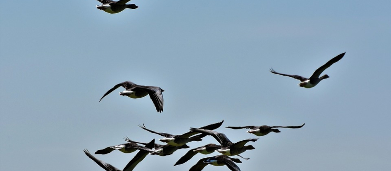 Grippe aviaire : le Gers placé en risque "élevé"