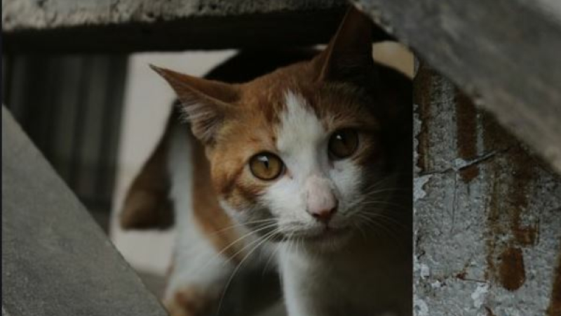 Campagne de stérilisation des chats errants dits «chats libres»