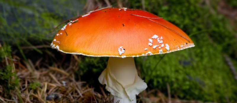 Trois personnes intoxiquées par des champignons, elles ont été hospitalisées