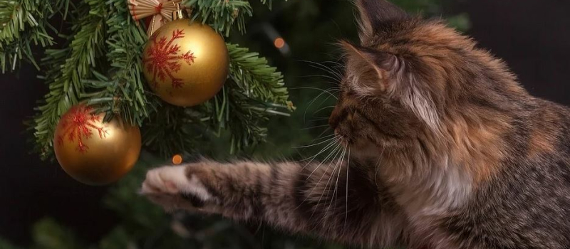 Top départ : la course au sapin est ouverte
