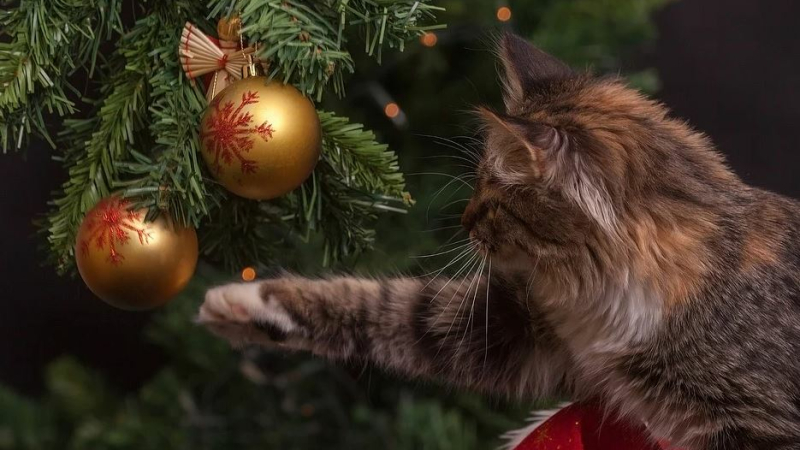 Top départ : la course au sapin est ouverte
