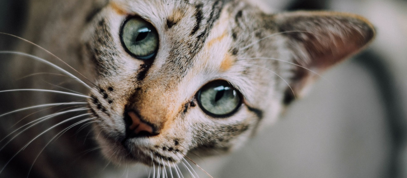 Chats. Morts suspectes, disparitions... un tueur est t-il à l’oeuvre à Lectoure ?