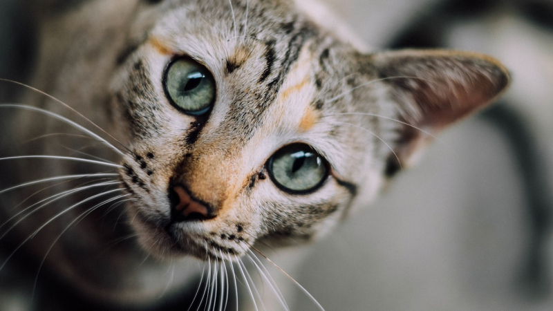 Chats. Morts suspectes, disparitions... un tueur est t-il à l’oeuvre à Lectoure ?