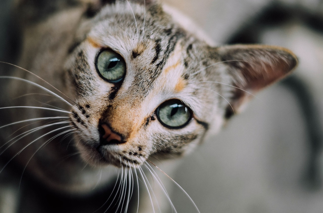 Les propriétaires doivent mettre un collier à leur chat et être vigilants (Photo: Pixabay)