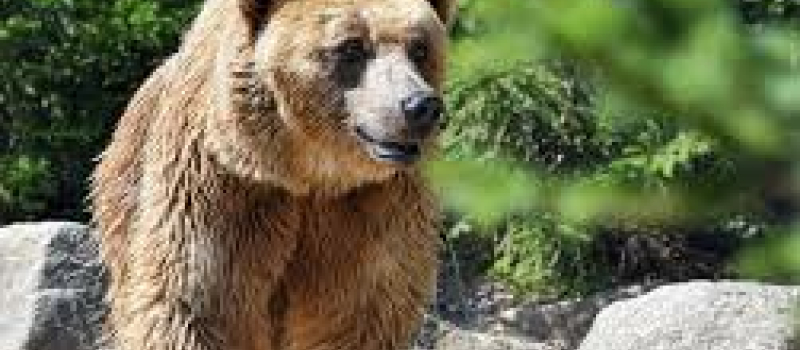 Un troisième ours victime de l'homme