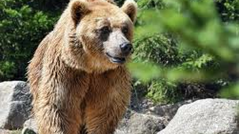 Un troisième ours victime de l'homme
