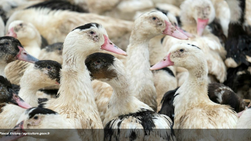 Grippe aviaire : un premier élevage touché dans les landes
