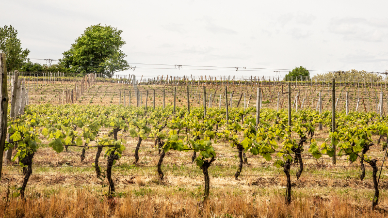 Prévention des risques lors des travaux d’hiver dans le vignoble gersois 