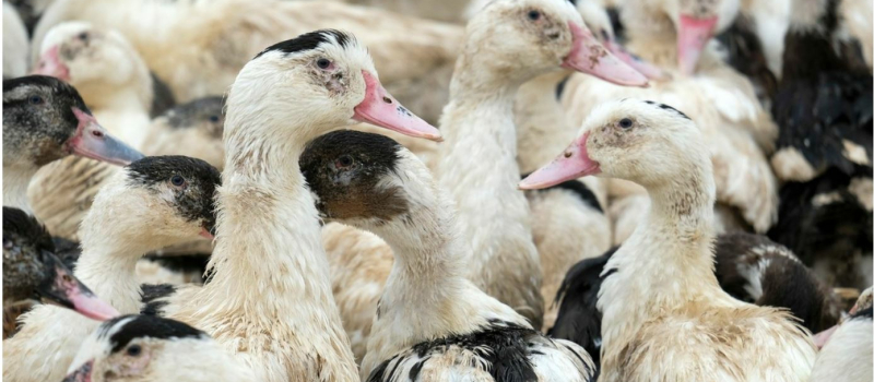 Influenza aviaire situation sous contrôle