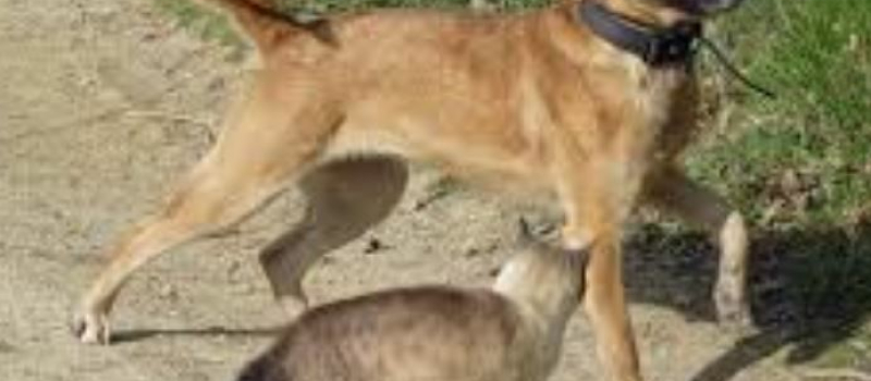 Lutter contre l’abandon des animaux de compagnie