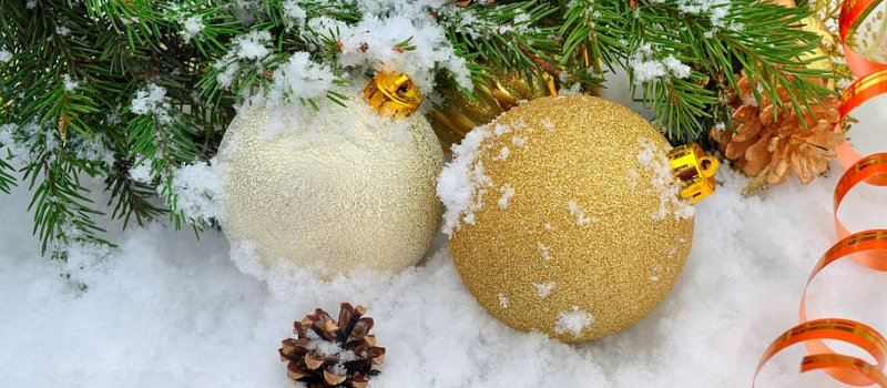 Si vous ne les gardez pas pour les replanter dans un jardin