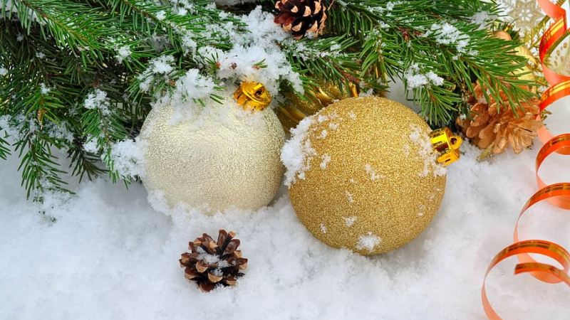 Si vous ne les gardez pas pour les replanter dans un jardin