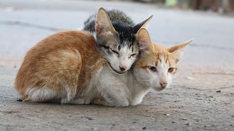 La stérilisation des animaux : un acte de protection