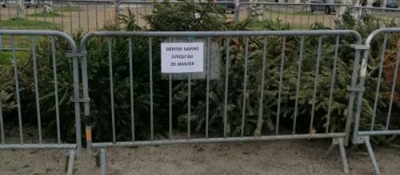 Une seconde vie pour les sapins de Noël 