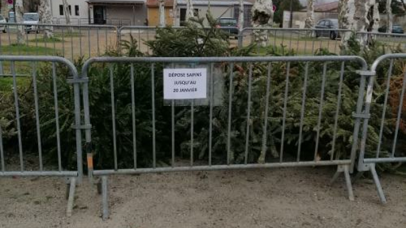 Une seconde vie pour les sapins de Noël 