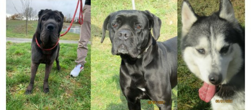 Les animaux de la semaine !