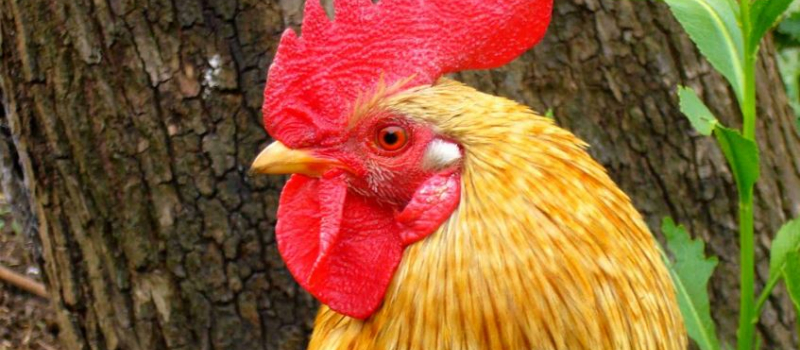 Cloches, coqs, grenouilles désormais sous protection dans nos campagnes