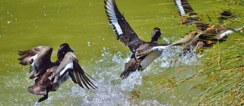 Une visioconférence avec comme sujet l'influenza aviaire