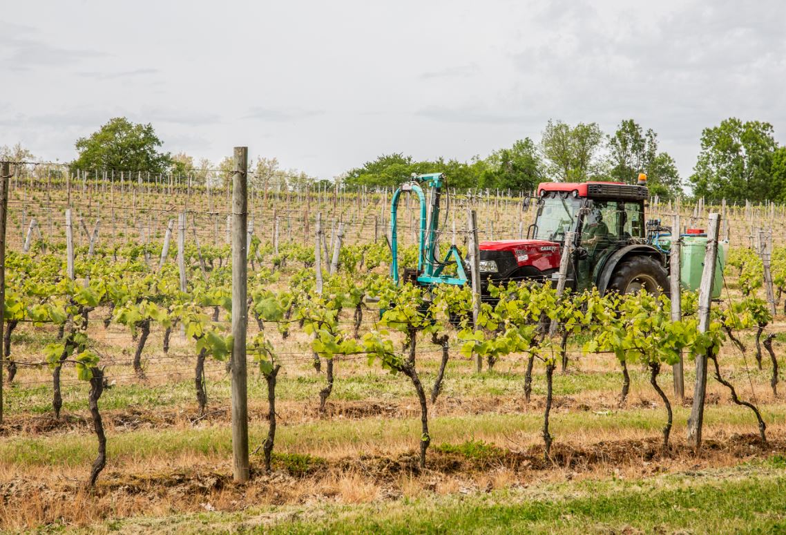 Des vignes à Sabazan - Photo Roland Houdaille