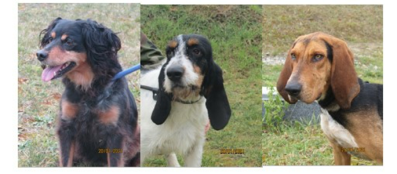 Les animaux de la semaine !