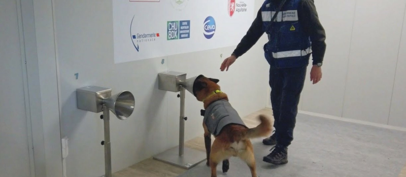 Des chiens renifleurs pour traquer le covid