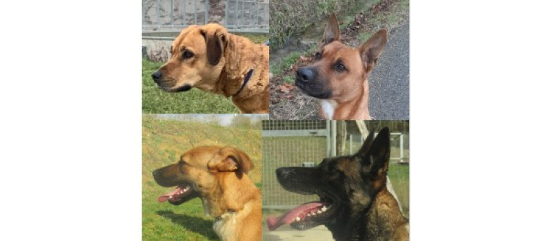 Les animaux de la semaine !