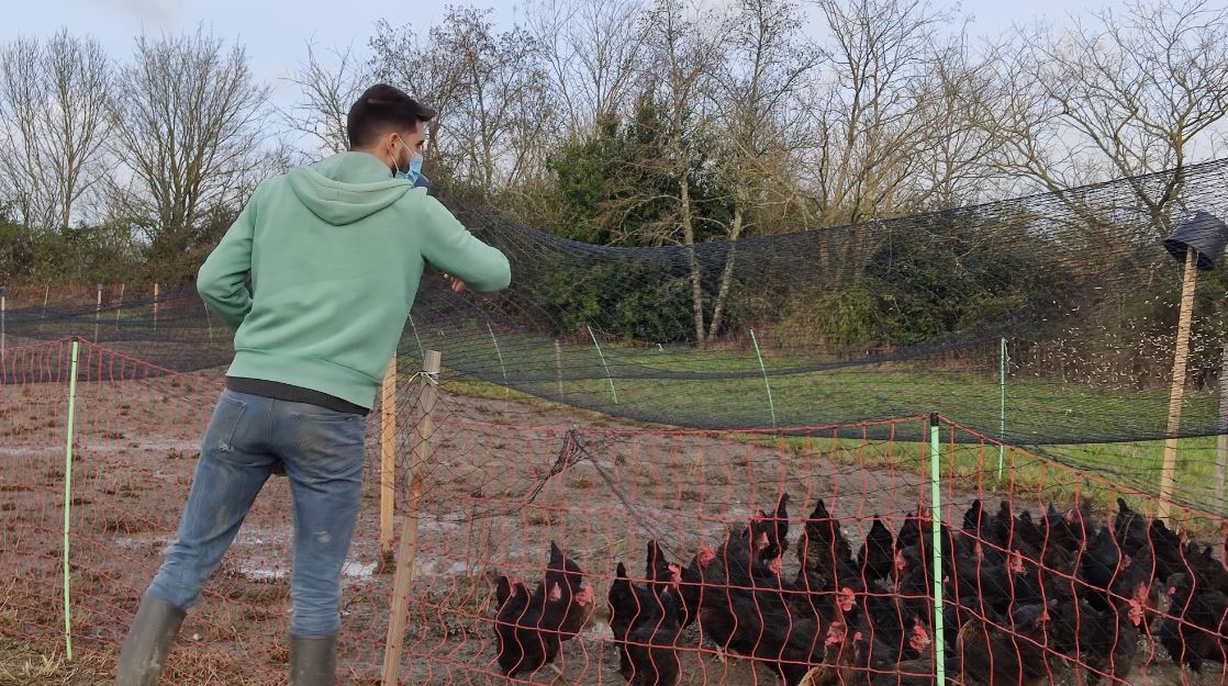 Des poules pondeuses pour des œufs bio