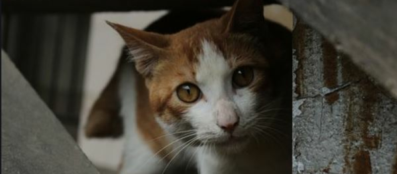 Stérilisation des chats errants 