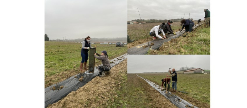 Plantation d'une haie champêtre  à Cauderon 