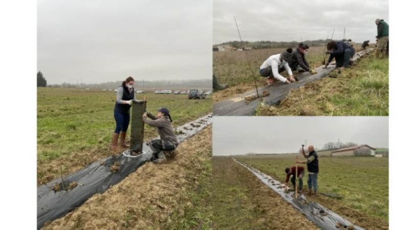 Plantation d'une haie champêtre  à Cauderon 