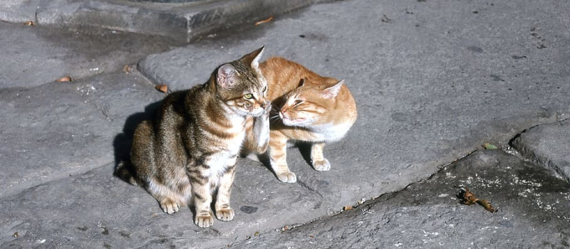 Un acte de protection