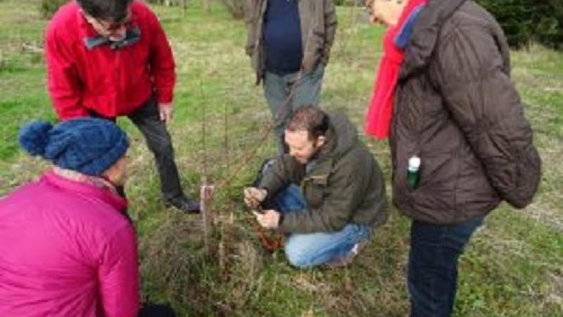 Jeudi jardin: les boutures de rosiers