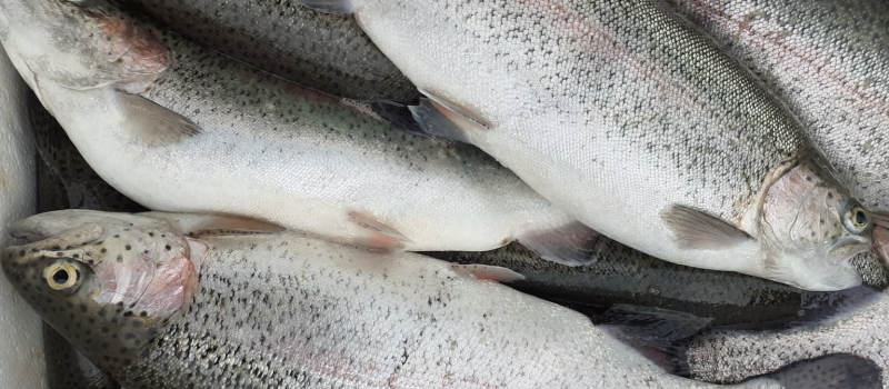 La saison des truites gersoises redémarre