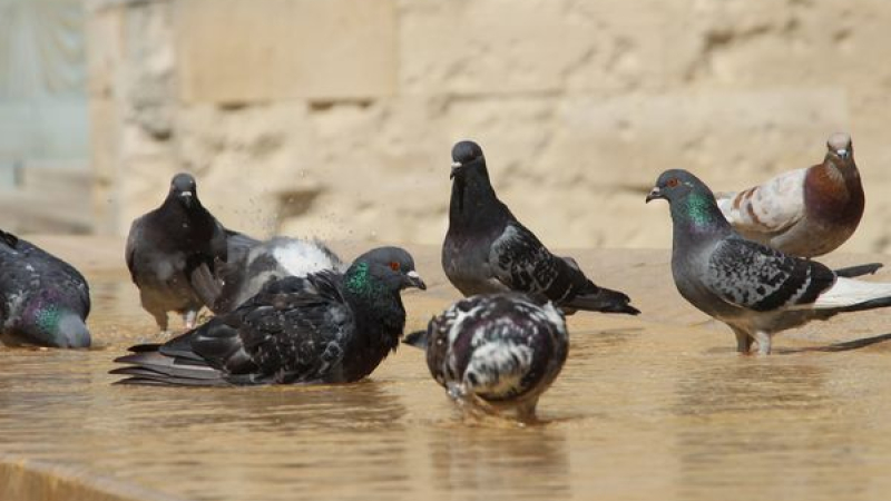 Régulation des pigeons
