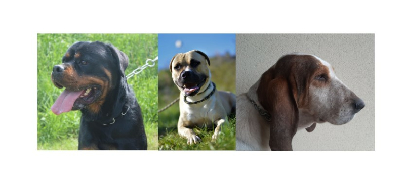 A l'honneur cette semaine : Odin, Pompelup et Juliette !