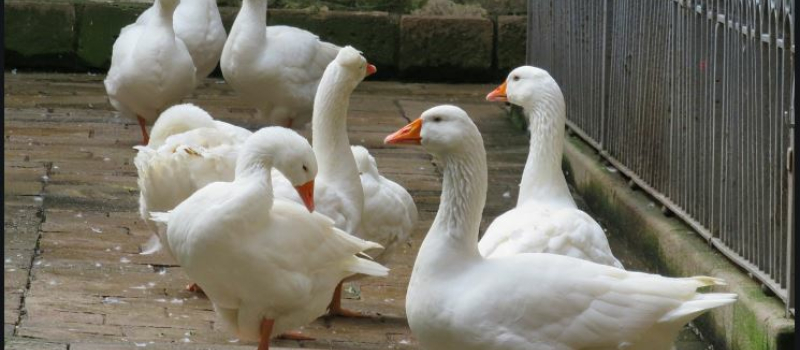 Grippe aviaire : Stop aux abattages préventifs