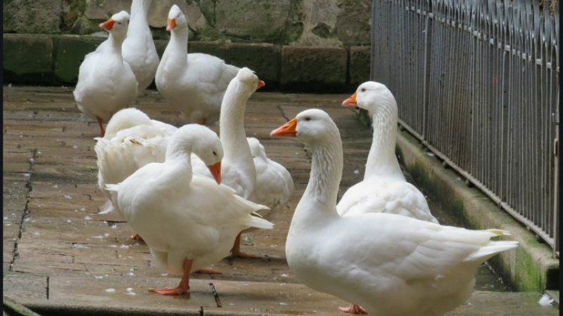 Grippe aviaire : Stop aux abattages préventifs