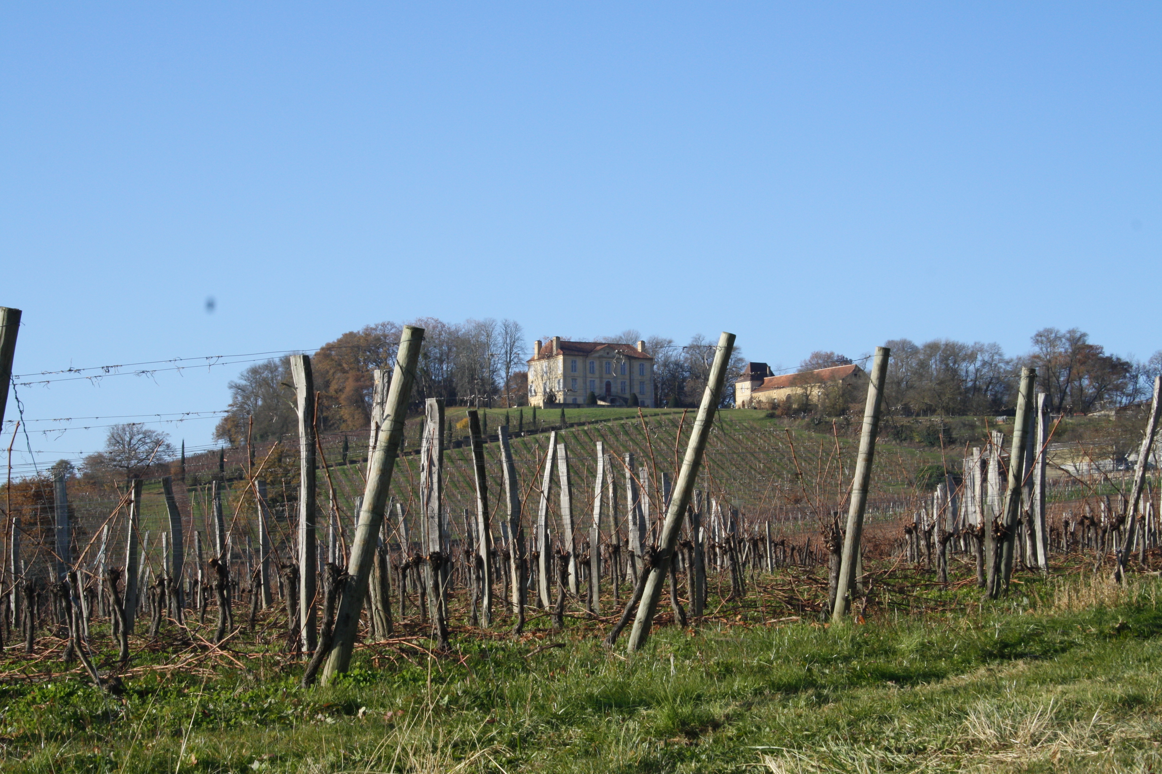 Le vignoble du château de Viella © Crédit Ph Arch// Lionel LEMAIRE  