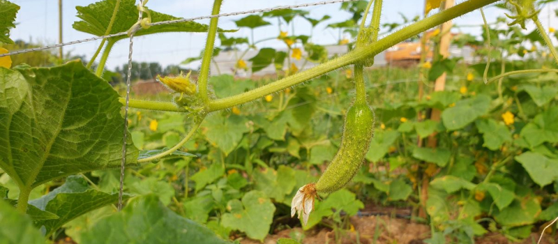 Développer la culture du cornichon bio dans le Gers