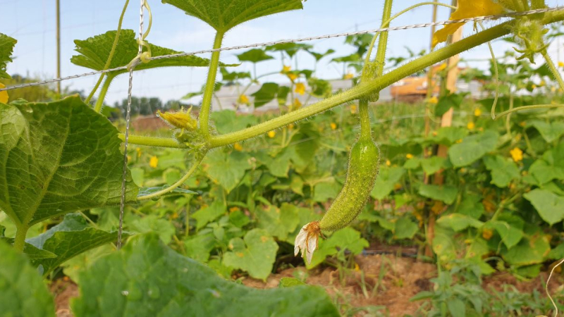 Développer la culture du cornichon bio dans le Gers