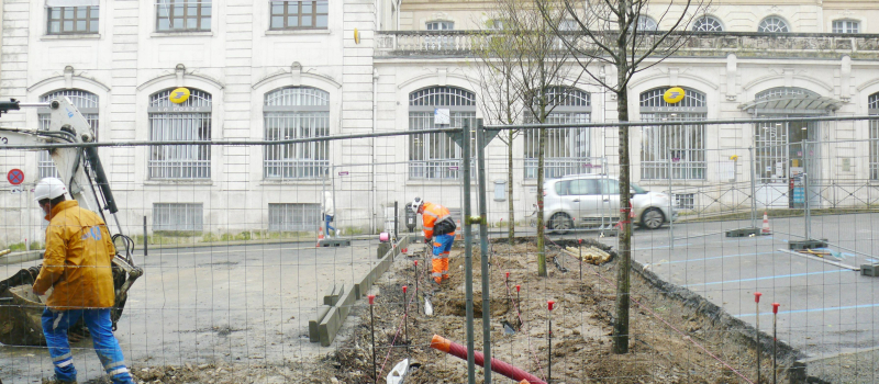Six ormes de Sibérie plantés sur la place Jean Dours