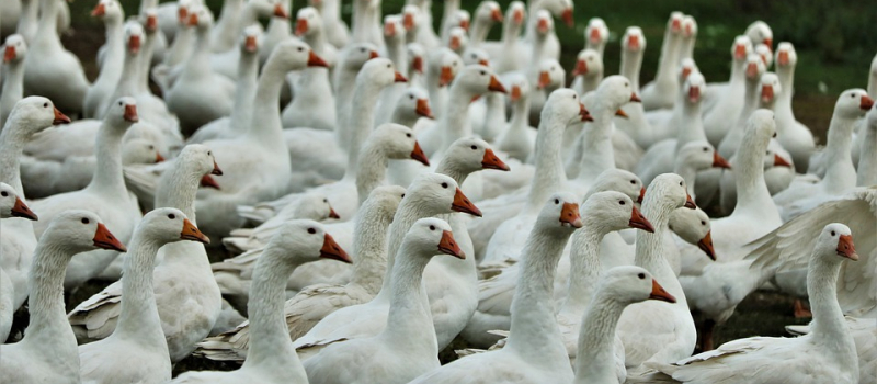 Influenza aviaire : indemnisations et remise en production