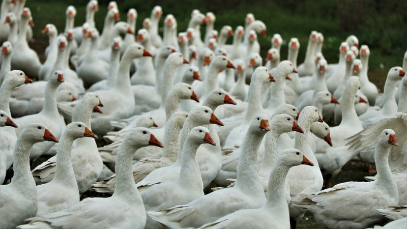 Influenza aviaire : indemnisations et remise en production