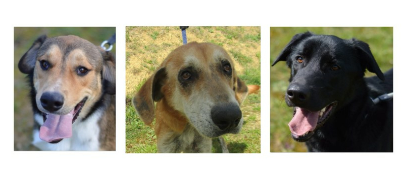Rocky, Gallois et Loky sont les trois jeunes chiens de la semaine !