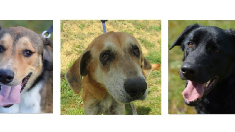 Rocky, Gallois et Loky sont les trois jeunes chiens de la semaine !