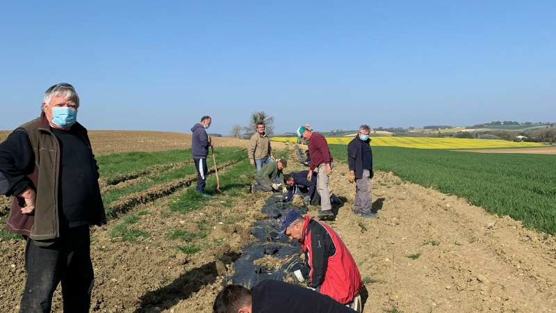 Une plantation de haies en alignement réussi