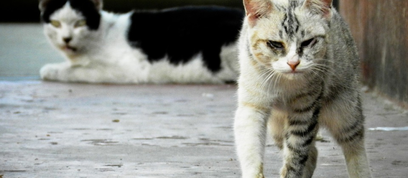Chats libres : leur stérilisation continue