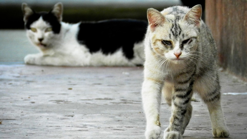 Chats libres : leur stérilisation continue