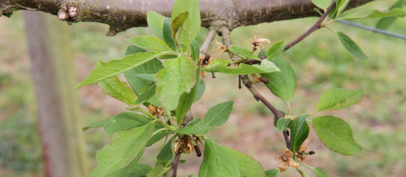 Les arboriculteurs vont subir une perte de récolte sans précédent depuis longtemps