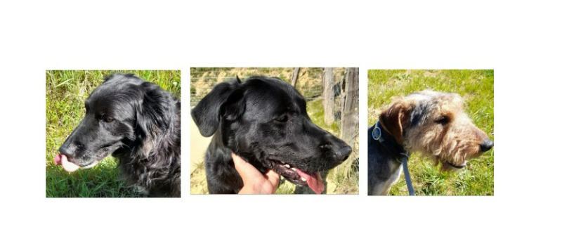 Les trois adorables toutous de la semaine !